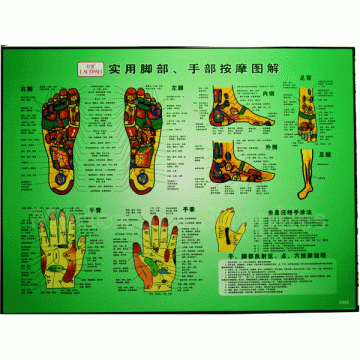 35209L Hand and Foot Acupuncture Points Chart