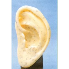 AM111 Ear Model (Large Size)