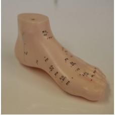 AM113 Human Foot Model