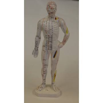 AM103 Human Body Model (11 inches)