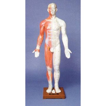 AM104 Human Body Model (33 inches)