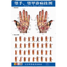 AM118 Hands & Nails Chart